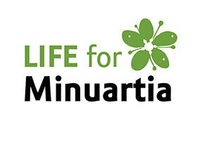 life for Minuartia